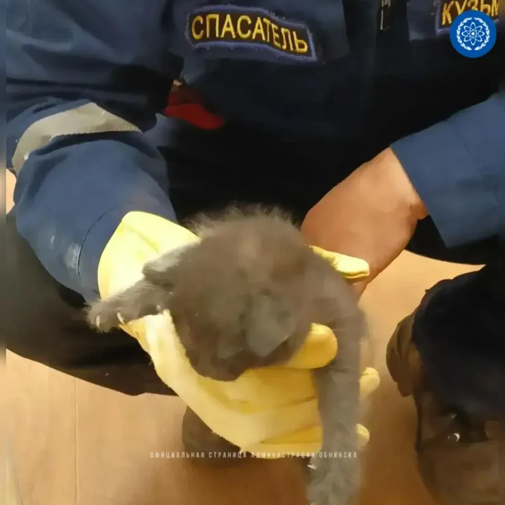 В Обнинске спасатели достали котёнка из подвала дома