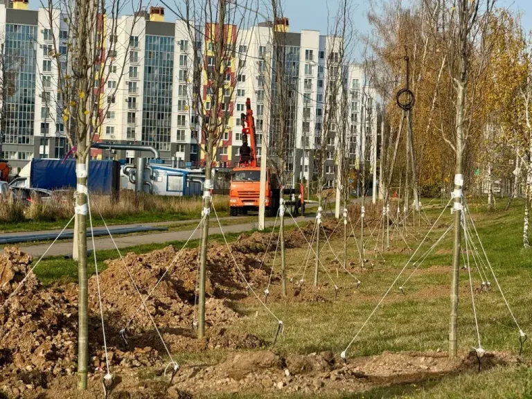 В Обнинске высадили 69 тополей без пуха