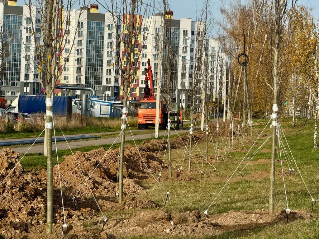 В Обнинске высадили 69 тополей без пуха