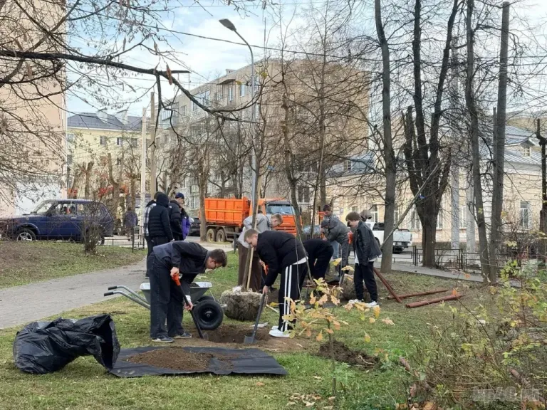 В Калуге на улице Плеханова высаживают липы