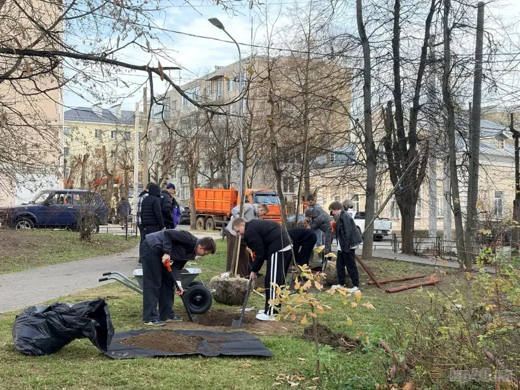 В Калуге на улице Плеханова высаживают липы