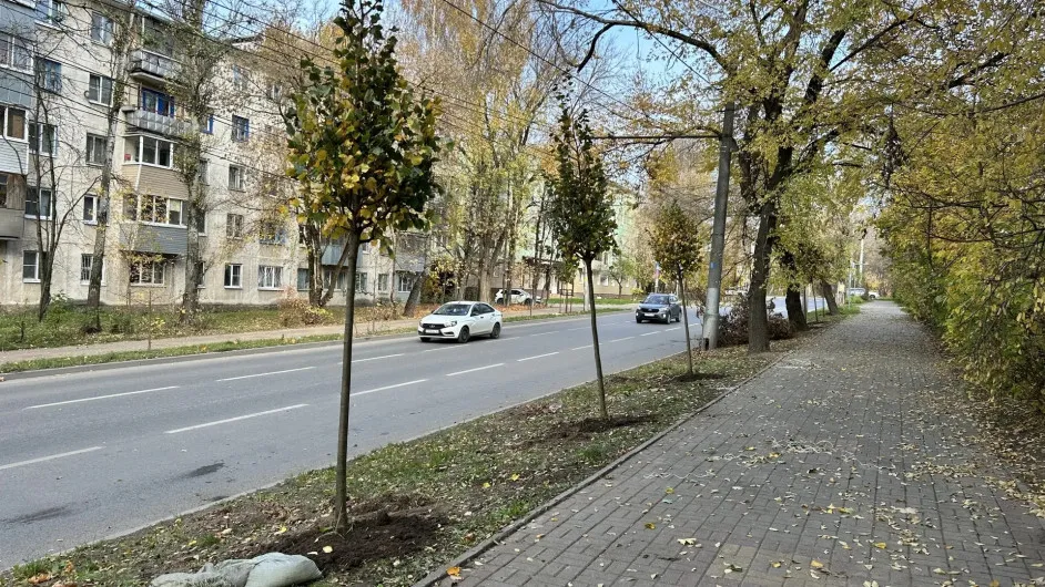 На улице Рылеева в Калуге высадят 60 лип