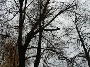 В Калужской области объявили беспилотную опасность