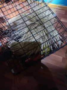Сбежавшего из питомника дикобраза-альбиноса поймали под Калугой