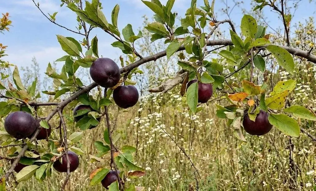 В Калужской области заложили 300 гектаров молодых садов